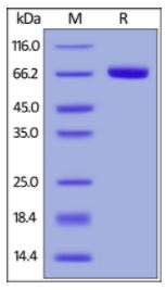 Human EphB4, His Tag on SDS-PAGE under reducing (R) condition. The gel was stained overnight with Coomassie Blue. The purity of the protein is greater than 97%.